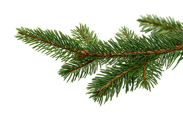 Lush Green Pine Branch Isolated on Black Background