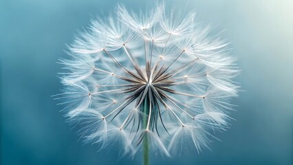 Close up of a delicate white dandelion seed head against a soft blue background