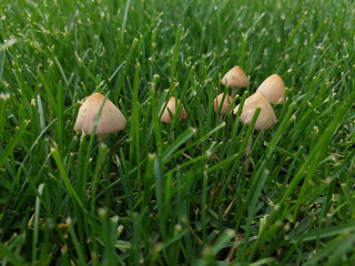 mushroom in grass