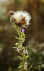 open and wilted flowers of burdock. Burdock. Burdock spines. Burdock hooks