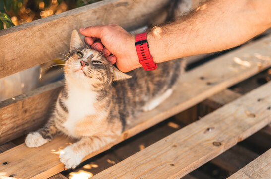 man petting cat, love for animals