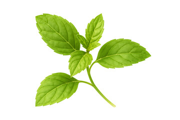 Naklejka premium Fresh green mint leaves isolated on transparent background