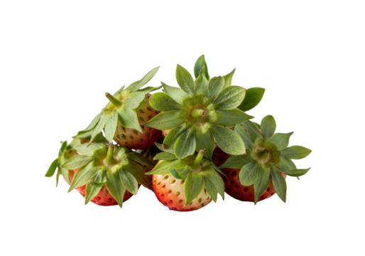 Freshly removed vibrant green strawberry hulls with tiny red flesh speck, macro close-up on transparent surface, soft bokeh studio background, high-key professional photo, concept of simplicity - Powered by Adobe