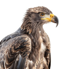 Obraz premium Majestic Eagle Portrait Capturing Intense Gaze and Feather Details