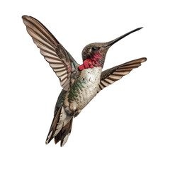 Vibrant and Colorful Hummingbird in Mid-Flight Against White Background