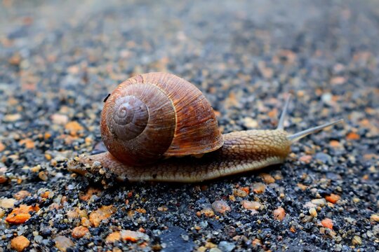 snail on the road
