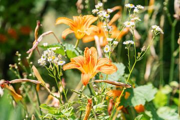 Close-up view of vibrant wildflowers in an ancient Central European village, blooming in spring or...