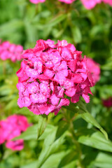 Sweet William flowers - Latin name - Dianthus barbatus