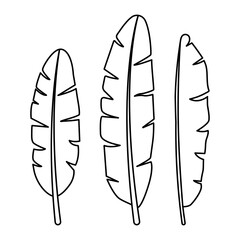Vector illustration of Banana Leaves set on transparent background