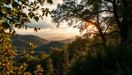 Warm sunlight filtering through forest trees over hilly landscape
