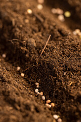 a plot of land mixed with peat in which radish seeds are planted