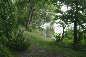 Lakeside Trail Serene Path Through Lush Greenery
