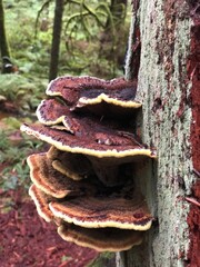 Phellinus Gilvus Fungus Growing on Tree Bark in the Forest
