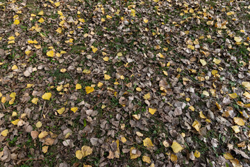 autumn in the park during leaf fall and yellow foliage falling to the ground in autumn season