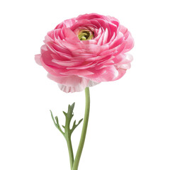Beautiful Pink Flower with Delicate Petals on Green Stem