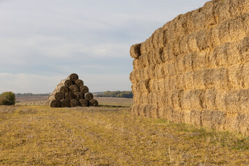 straw from wheat and other cereals packed in rectangular stacks and left on the field for storage,...