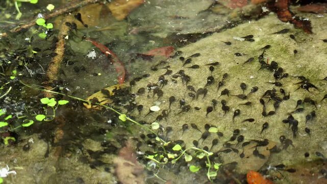 Closeup video captures frog tadpoles gracefully swimming in clear freshwater under daylight in a natural forest pond during the summer season.