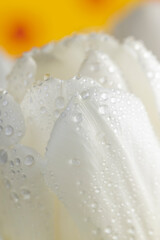 details of a white tulip bud covered with droplets, wet and beautiful white tulip flowers, closeup
