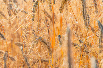 Fototapeta premium Close-up image of a ripe wheat field, dominated by tall golden-brown stalks laden with kernels Bokeh effect in the background emphasizes vibrant colors and tranquility No human presence or addition