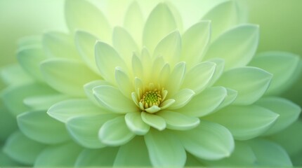 Fototapeta premium Close Up Bright Green Lotus Flower Blooming in Natural Pond Setting