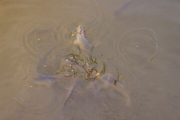 large carp swimming in the water in the dirty water, dirty water in a lake with a lot of carp under...