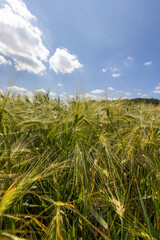 a rye field with ears with long tendrils in the summer season