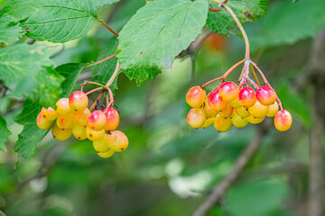 Close-up of red berries against a backdrop of dense green foliage in a Central European meadow...