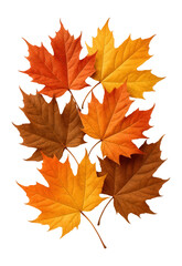 Obraz premium Assorted autumn maple leaves in vibrant shades of red, orange, and yellow on transparent background.
