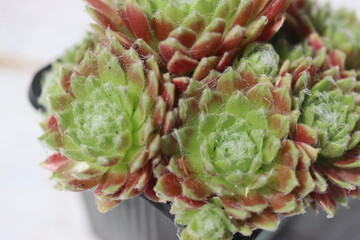 Sempervivum Silken Threads Rojnik