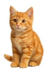 Fototapeta premium Adorable ginger tabby kitten sitting and looking attentively forward on transparent background.