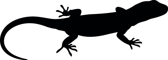 Gecko silhouette tropical reptile wildlife
