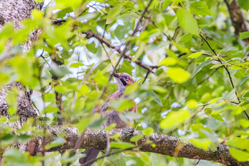 Perched bird on leafy tree in ancient Central European village setting, daytime lighting. a