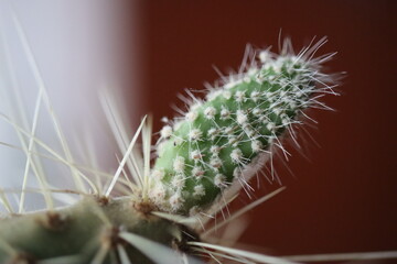 kaktus opuncja opuntia vulgaris 
