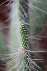 kaktus opuncja opuntia vulgaris 