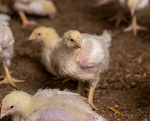 a poultry farm where chicken chickens are raised to produce meat products