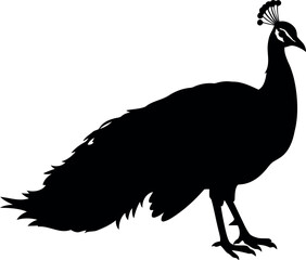 Elegant peacock silhouette vector art