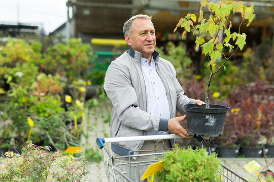 Middle aged man shopping in garden center