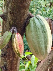 Cocoa tree with cocoa fruit that is not yet ready to be harvested.