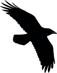 Silhouette of a raven in flight