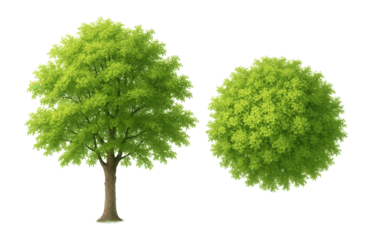 Lush green tree with dense foliage and its top view illustrating vibrant leaf coverage on transparent background.