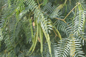 Green Sesbania Leaves and Seed Pods on a Branch