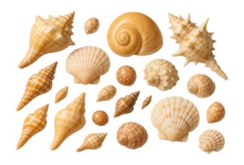 Various sizes and shapes of beige and brown sea shells arranged collectively on transparent background.