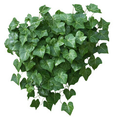 Naklejka premium Lush green english ivy plant displayed against a striking transparent background isolated