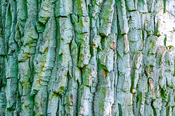 Texture pattern of old huge giant Oak tree bark Belarus.