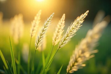 Soft, delicate feathery grass swaying gently in a warm breeze, sunlight illuminating its fine texture Perfect for nature, background, and serenity themes , calm, golden hour, feather reed grass