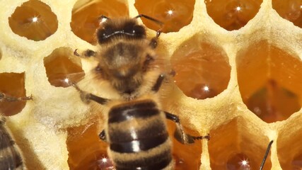 Bees cool and ventilate their home.
Bees flap directs the flow of air in your home.
