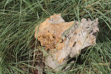 Close-up of a weathered, dead piece of wood in tall green grass.