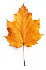 Fototapeta premium Autumn leaves maple plant.