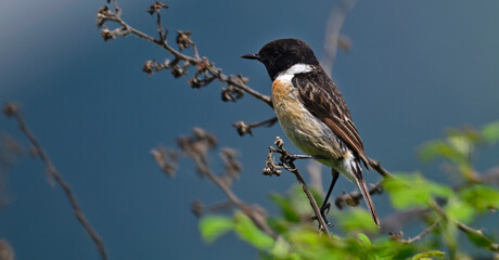 Schwarzkehlchen -M&auml;nnchen // European stonechat - male (Saxicola rubicola)