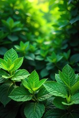 Vibrant green foliage creates a lush, natural backdrop Perfect for eco-friendly, spring, or nature-themed projects Ideal for presentations, websites, or social media posts , lush, background